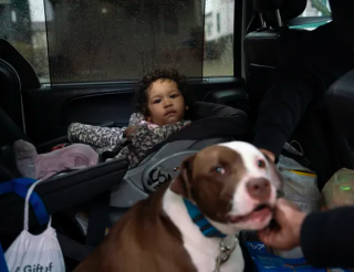 Former street dog Blue saved a baby girl during a fire In Detroit. 